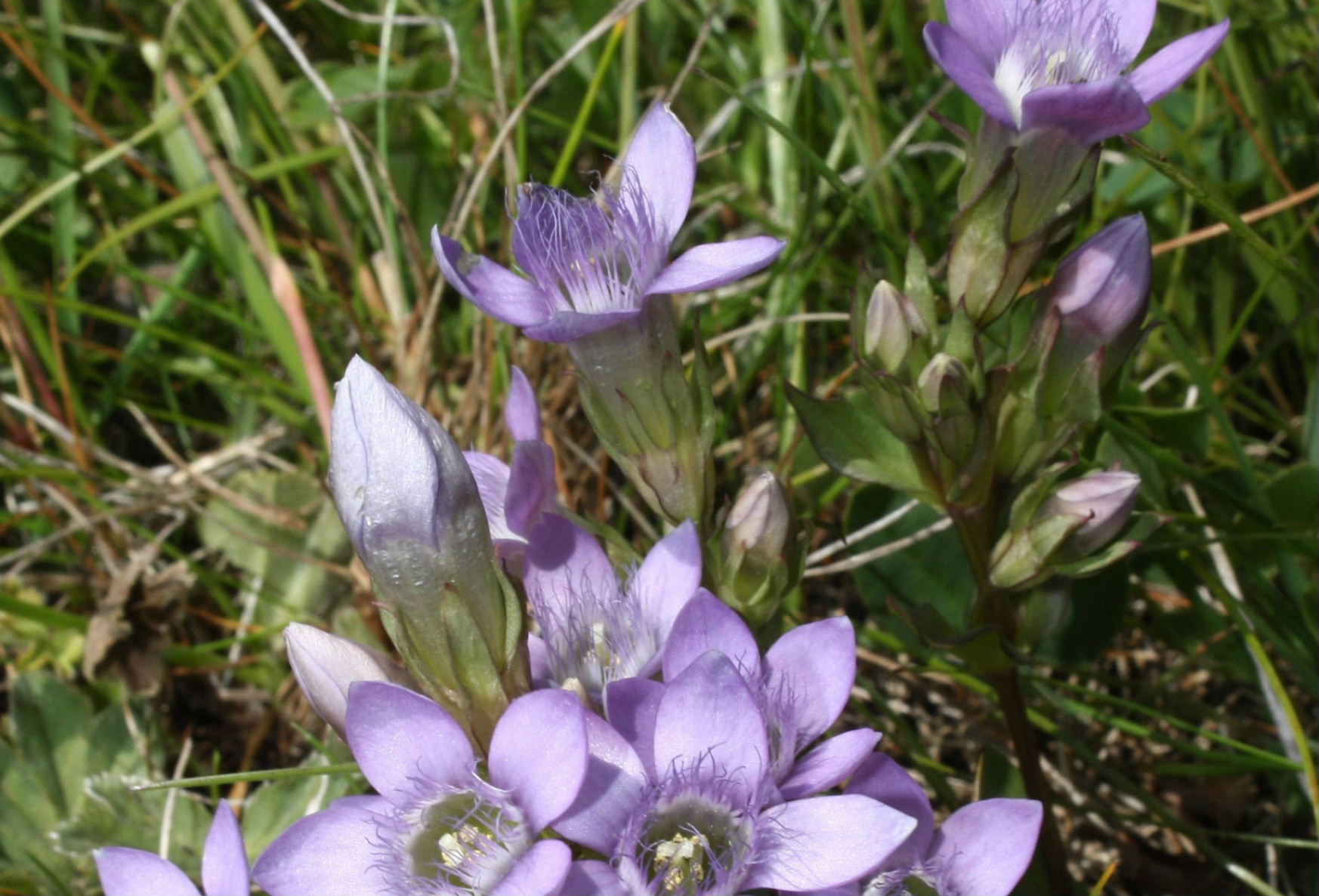 Gentianella ramosa